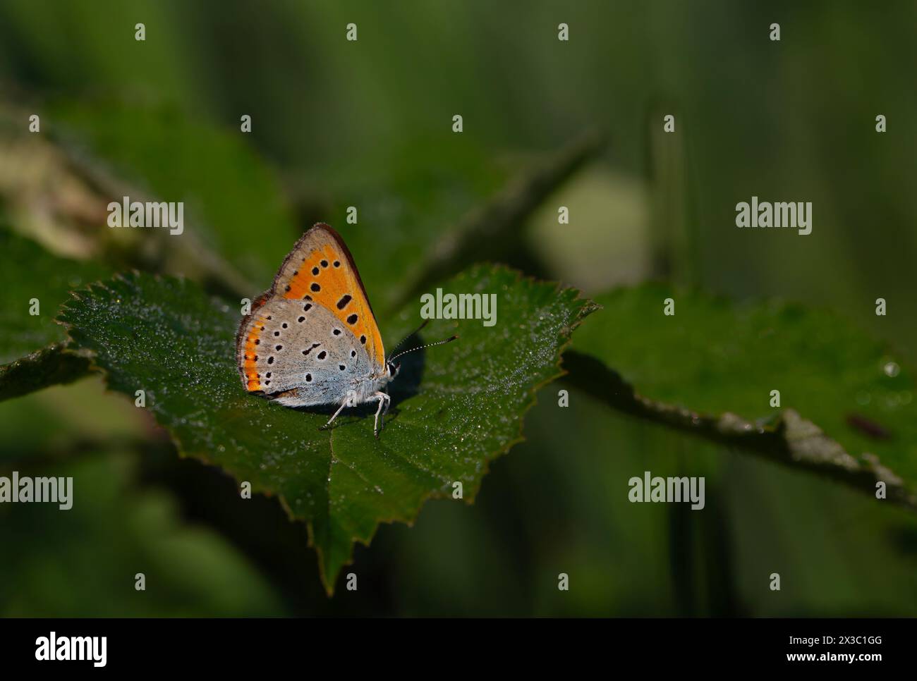 Morning dew leaves and red butterfly in natural area, Large copper, Lycaena dispar Stock Photo