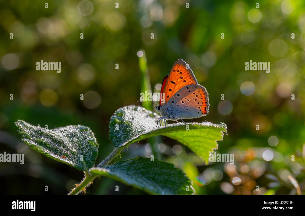 Morning dew leaves and red butterfly in natural area, Large copper, Lycaena dispar Stock Photo