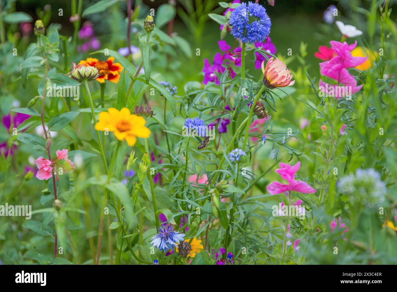 Wildflowers Meadow In Spring Pollinating Bee Stock Photo