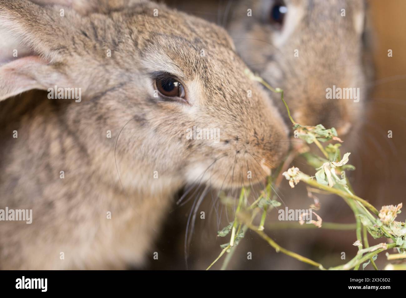 Two baby rabbits field hi-res stock photography and images - Alamy
