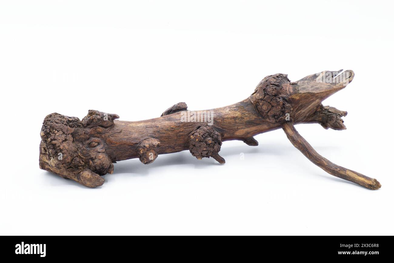 oak stump, log fire drift wood isolated on white background, brown color with dead branches sticking out, decor or decoration for a rustic woodsy them Stock Photo