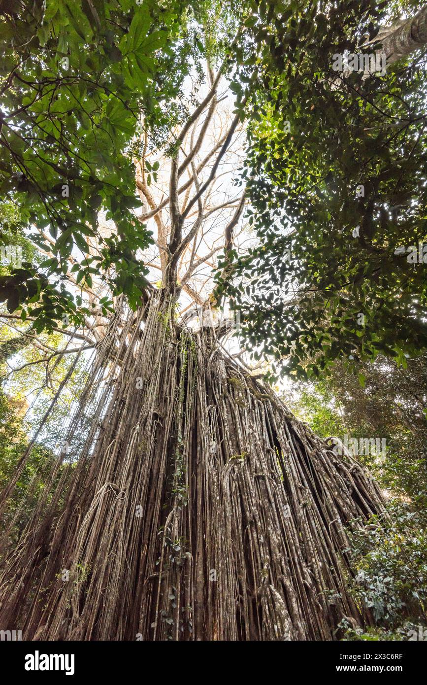 The giant Strangler Fig known as the Curtain Fig Tree in Yungaburra, Queensland on the Atherton Tableland is estimated to be over 500 years old Stock Photo