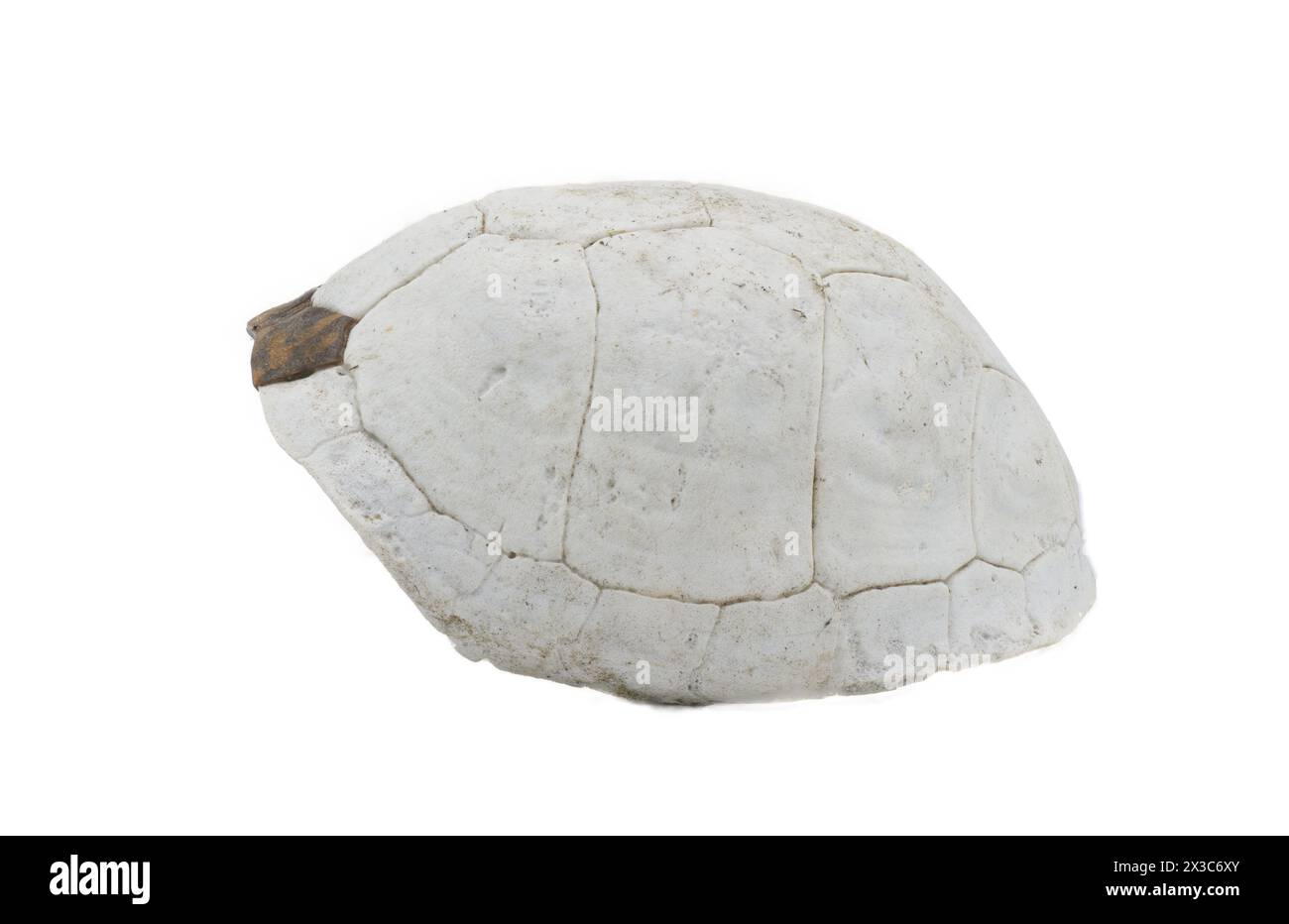 Tortoise shell pattern Cut Out Stock Images & Pictures - Alamy