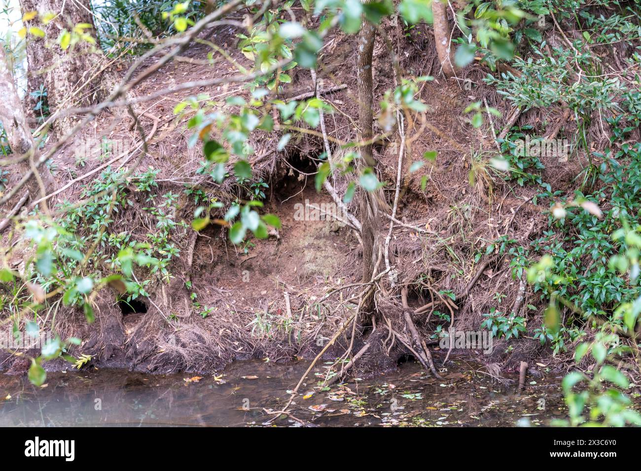 Multiple burrows in a river bank are homes for Platypus beside a river
