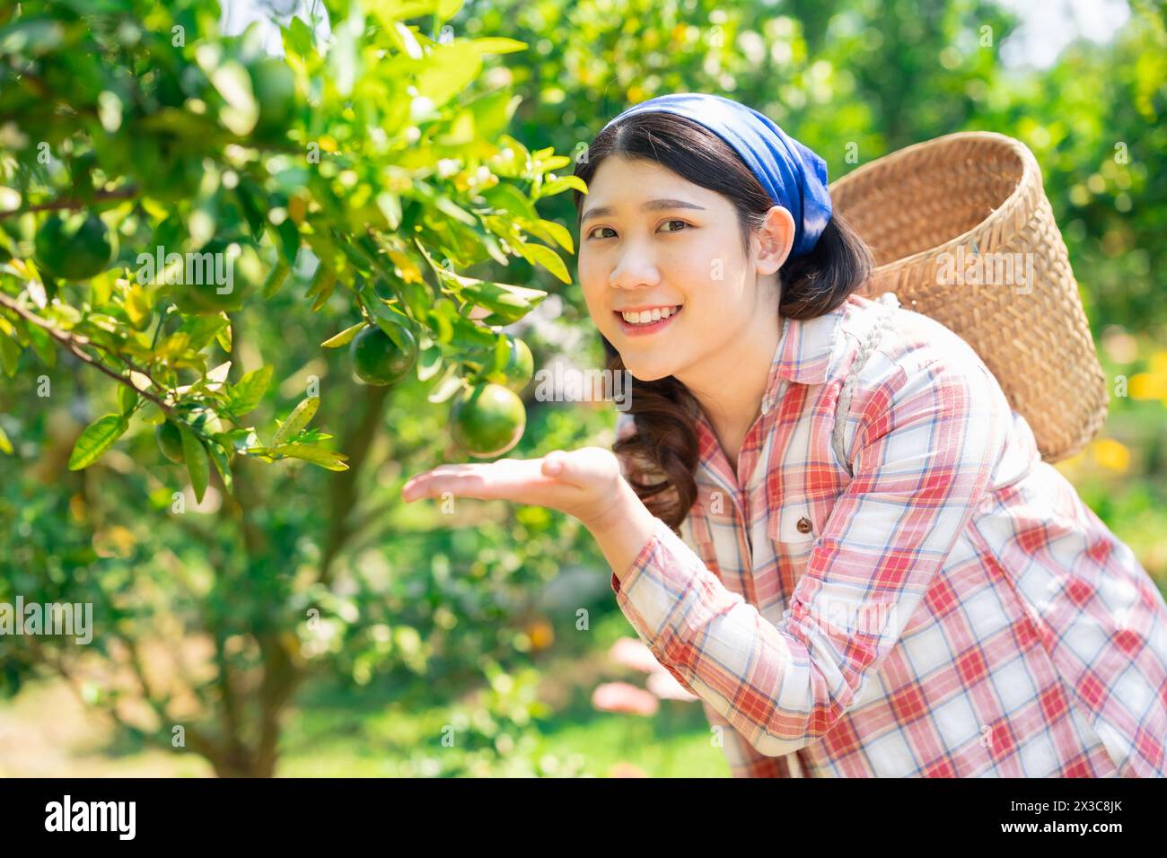 happy women in orange farm. countryside asian female working in organic agriculture farming orange fruit tree. Stock Photo