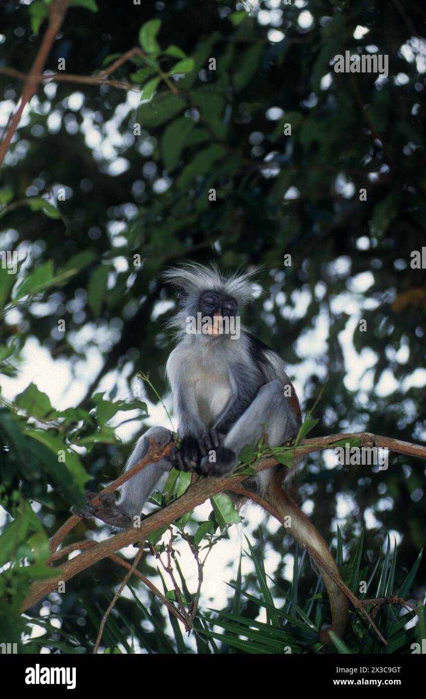 Zanzibar Red Colobus Monkey, Piliocolobus kirkii Stock Photo