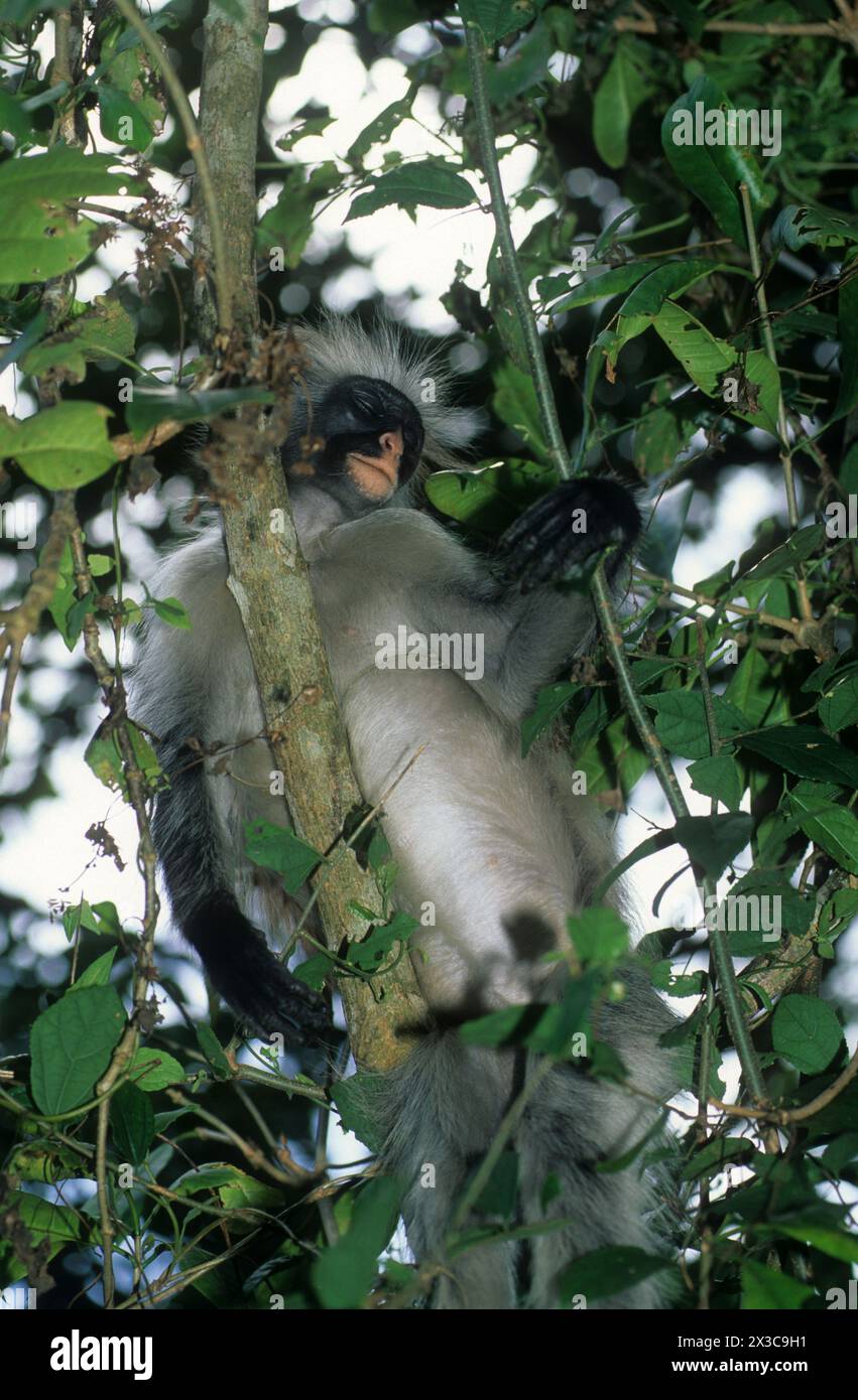 Zanzibar Red Colobus Monkey, Piliocolobus kirkii Stock Photo