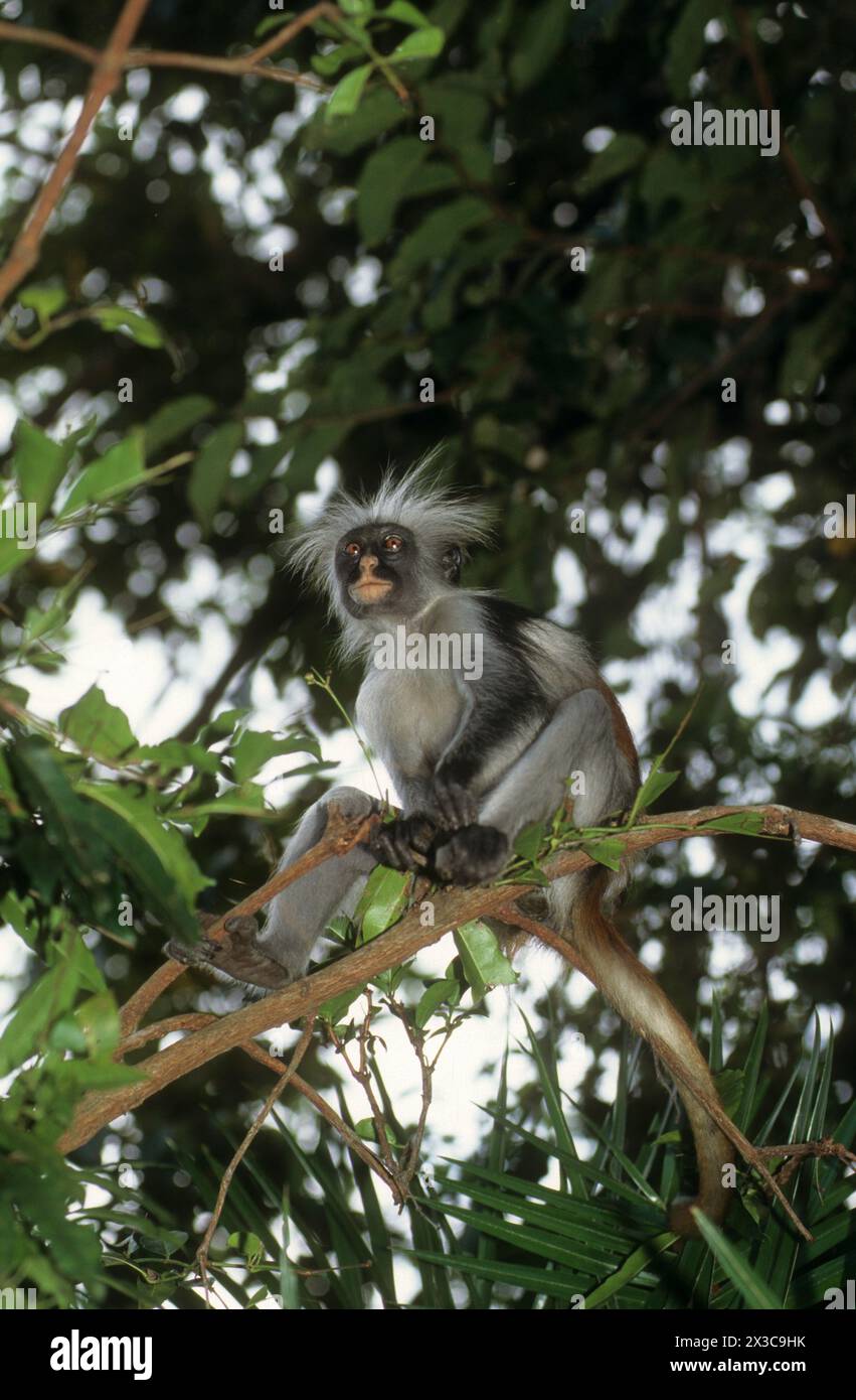 Zanzibar Red Colobus Monkey, Piliocolobus kirkii Stock Photo