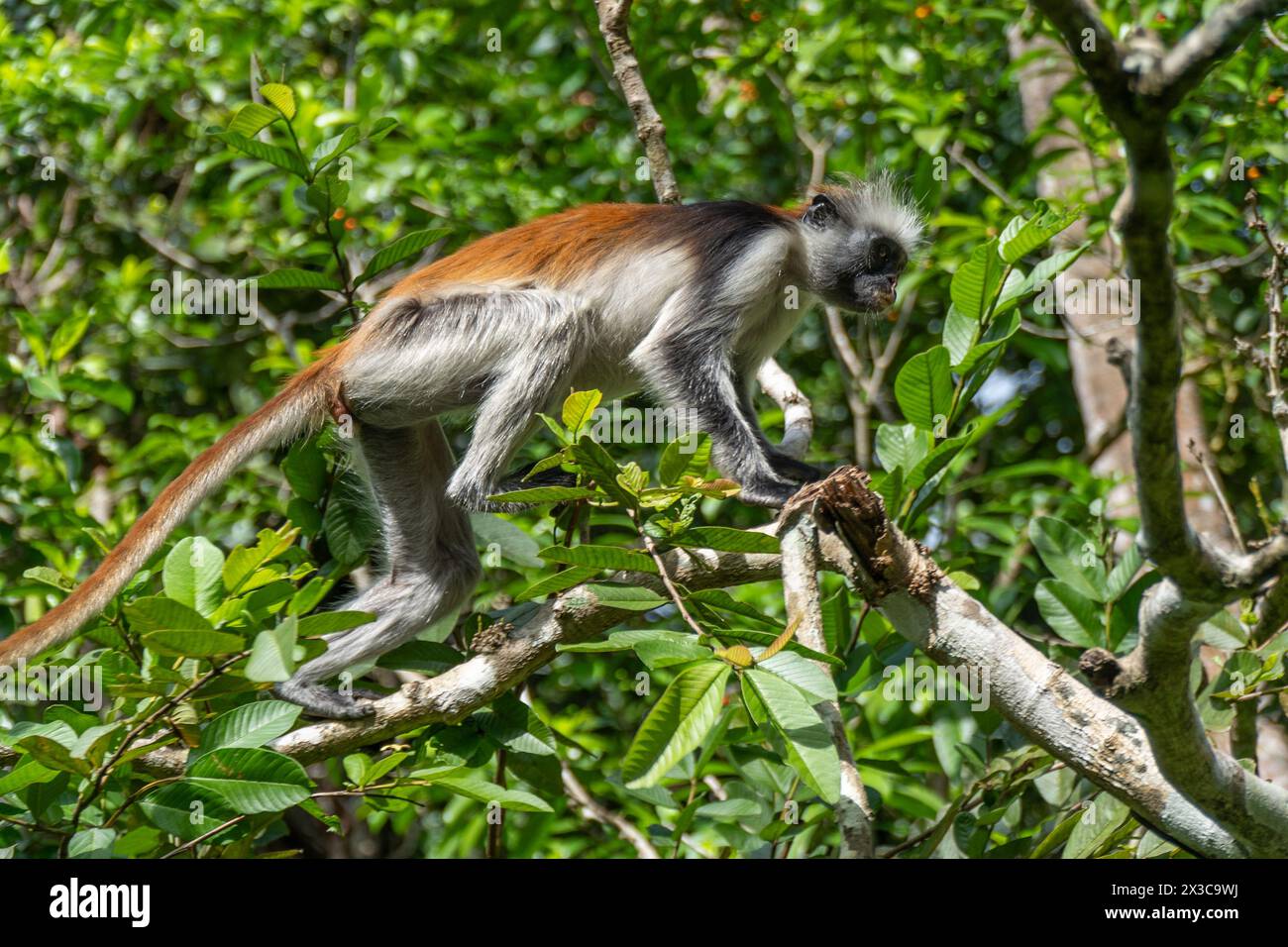 Zanzibar Red Colobus Monkey, Piliocolobus kirkii Stock Photo