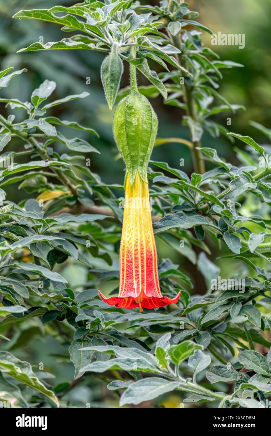 Brugmansia sanguinea, the red angels trumpe flowert, species of South American flowering shrub or small tree. Cundinamarca Department, Colombia Stock Photo