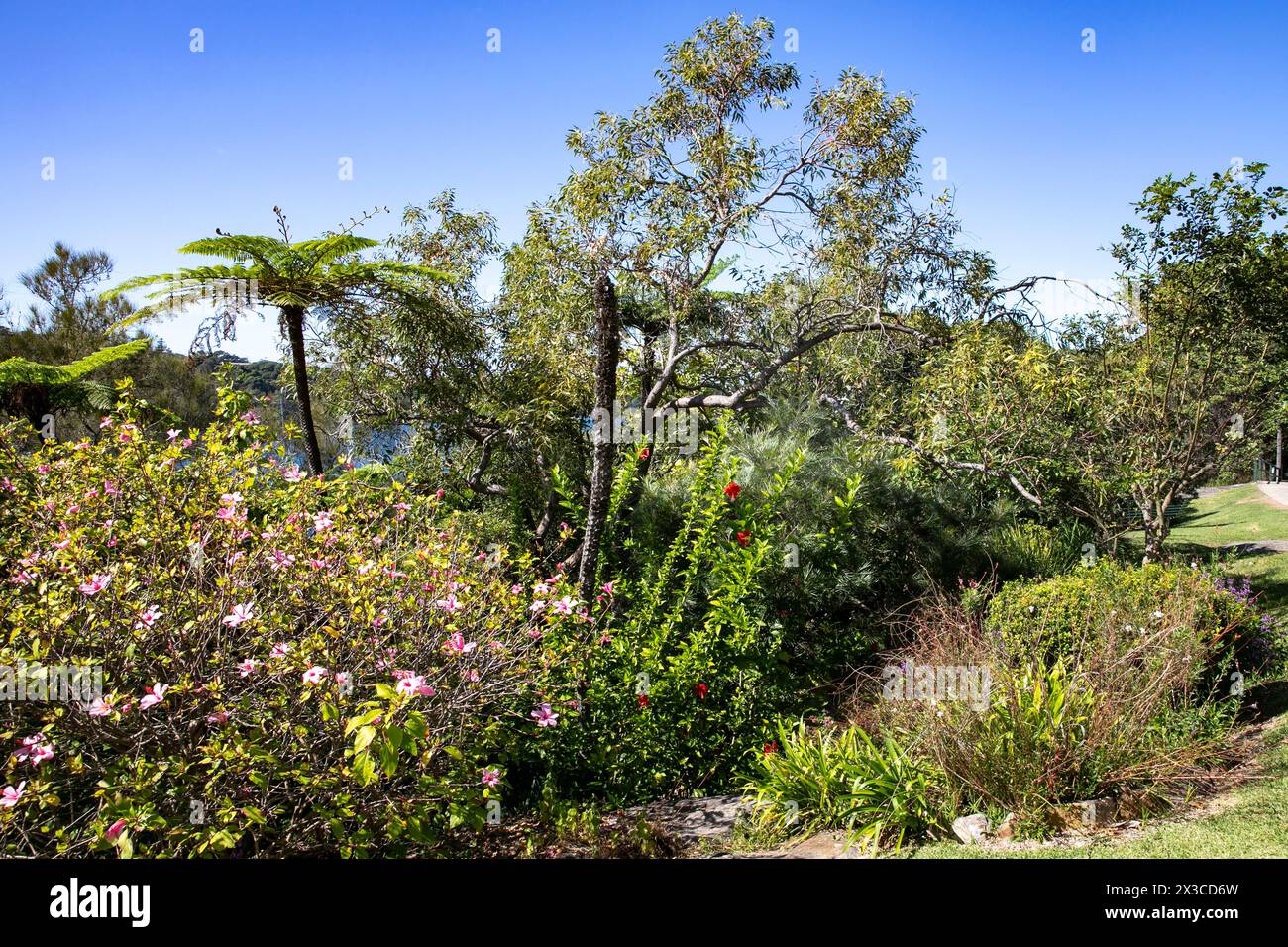 Lex and Ruby Graham Garden, a Sydney secret garden on Cremorne Point which started in 1959 with a planted elephant bulb, NSW,Australia Stock Photo