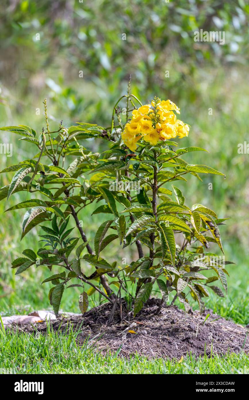 Tecoma stans, flower yellow trumpetbush, yellow bells or yellow elder. Species of flowering perennial shrub in the trumpet vine family, Bignoniaceae. Stock Photo