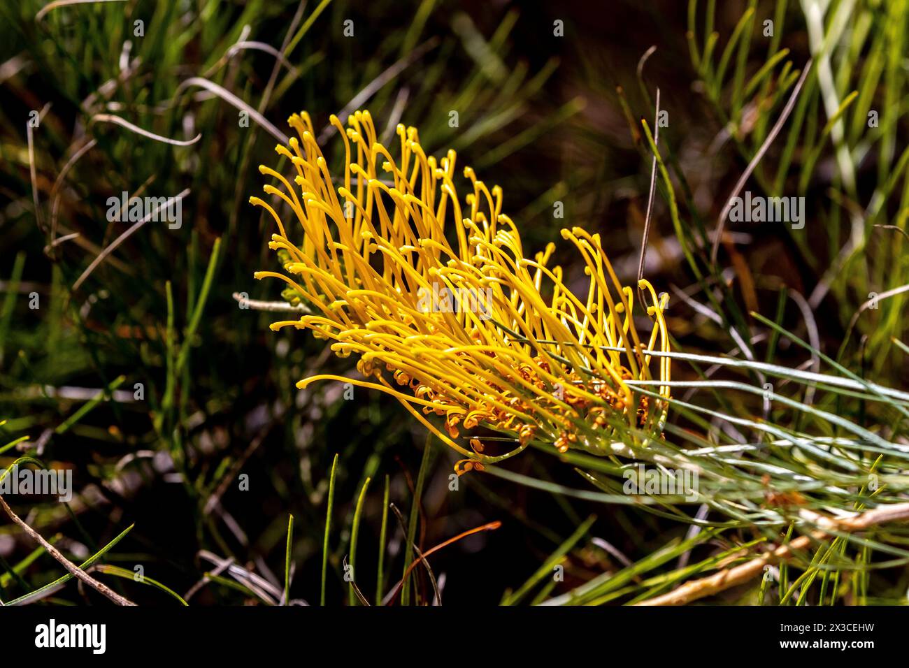 Grevillea 'Golden Lyre flower, Perth Hills, Western Australia. Stock Photo