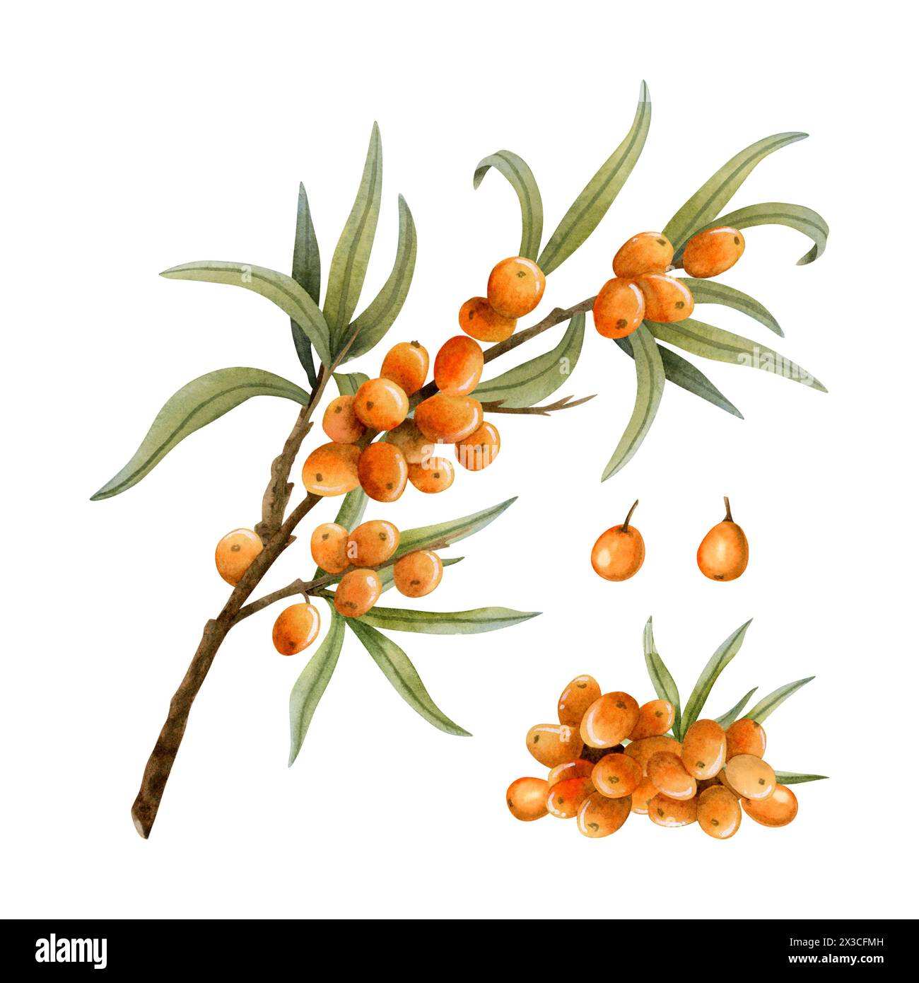 Wild sea buckthorn plant with orange berries and branch watercolor illustration set. Forest bush for herbal products Stock Photo