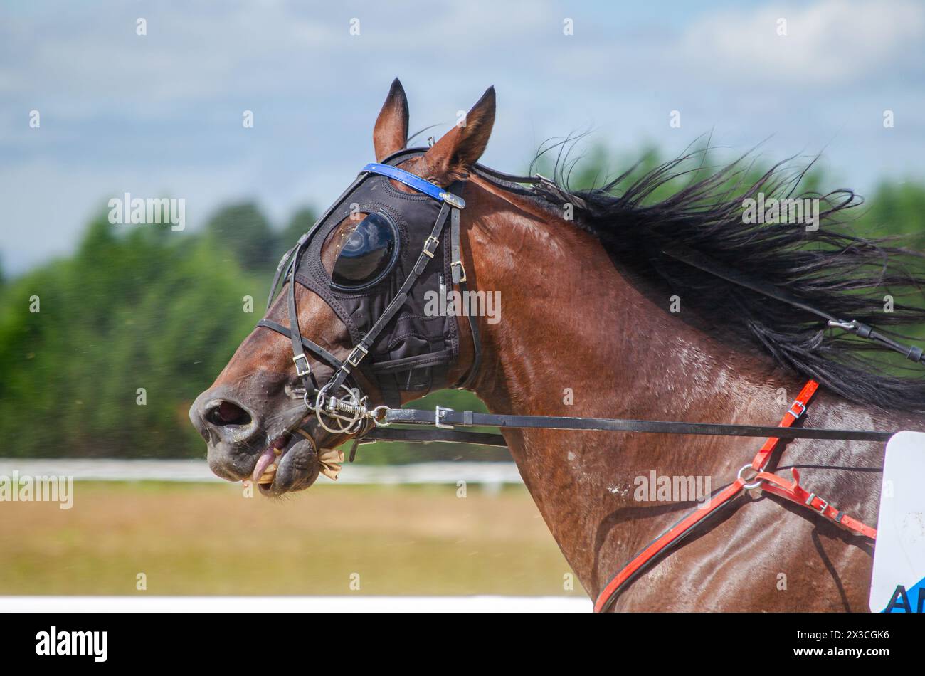 portrait of the head of a horse racing in an equestrian competition Stock Photo