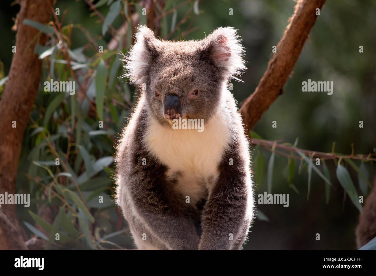 the Koala has a large round head, big furry ears and big black nose. Their fur is usually grey-brown in color with white fur on the chest, inner arms, Stock Photo