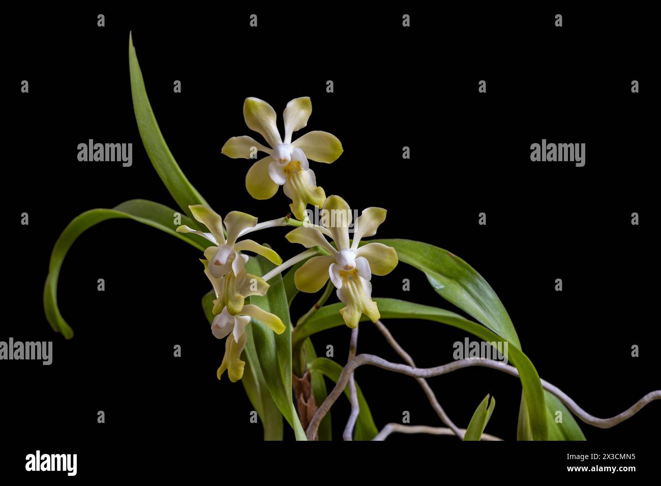Closeup view of vanda denisoniana epiphytic orchid species blooming with yellow and white flowers isolated on black background Stock Photo