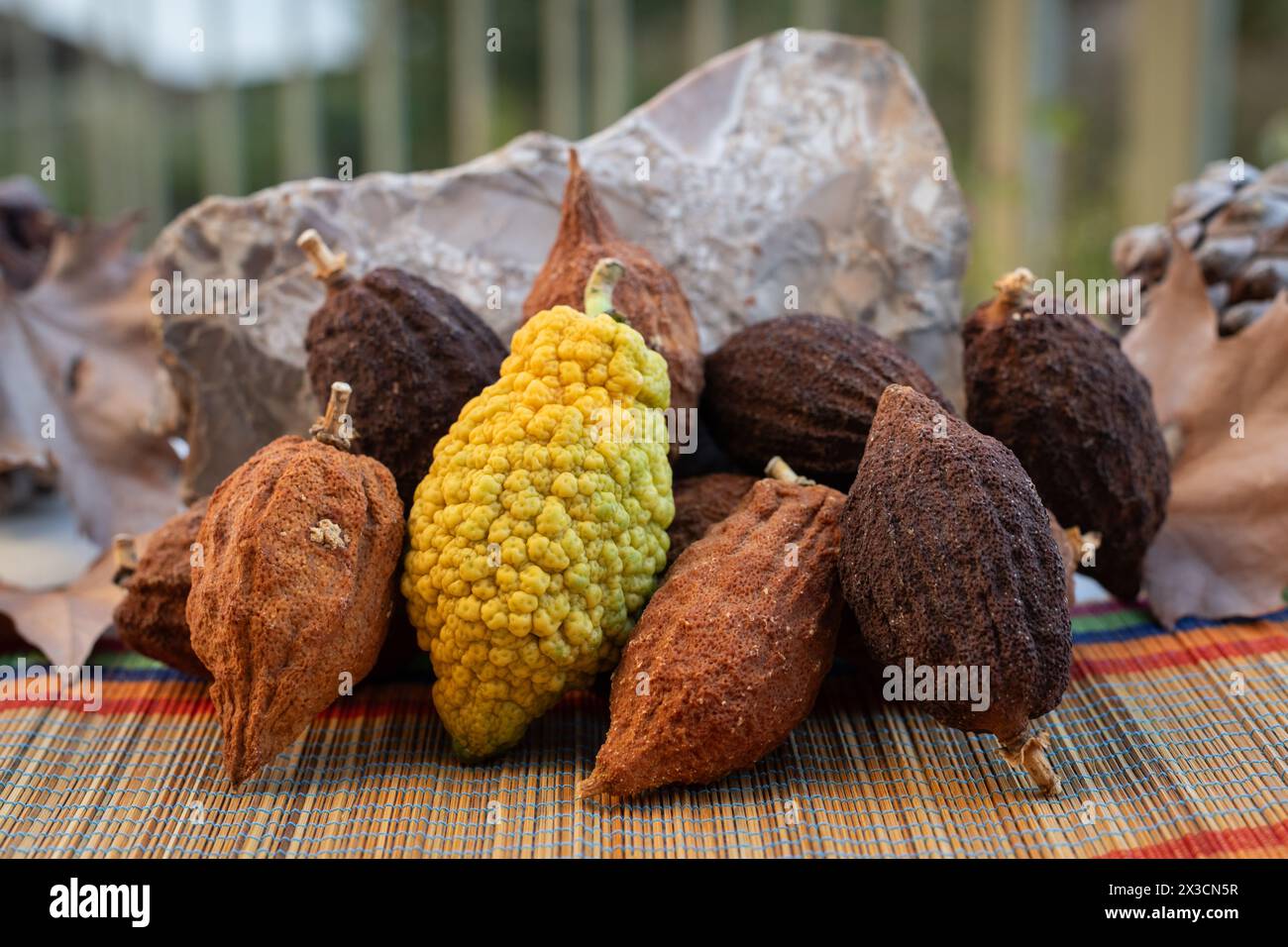 Still life image of a mature, yellow kosher etrog, used in the ritual celebration of the Jewish holiday of Sukkot, alongside similar brown, dried citr Stock Photo
