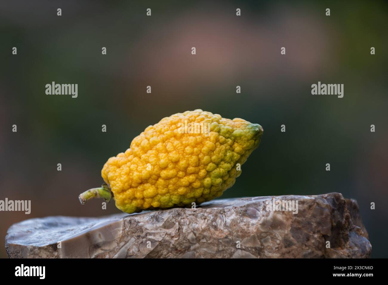 A single, multi-colored, yellow and green etrog or citron fruit, one of the four plant species used in the ritual observance of the Jewish holiday of Stock Photo
