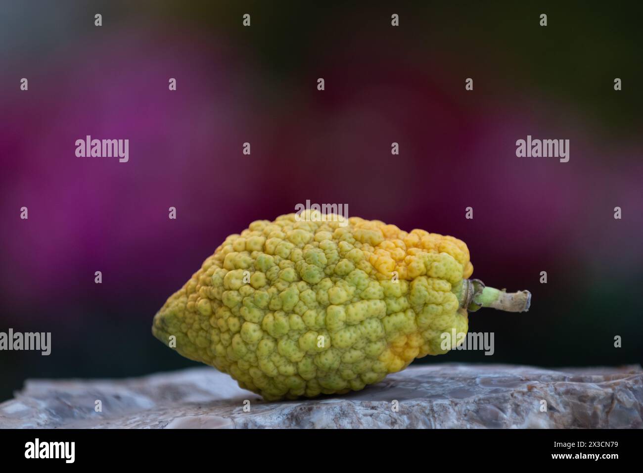 A single, multi-colored, yellow and green etrog or citron fruit, one of the four plant species used in the ritual observance of the Jewish holiday of Stock Photo