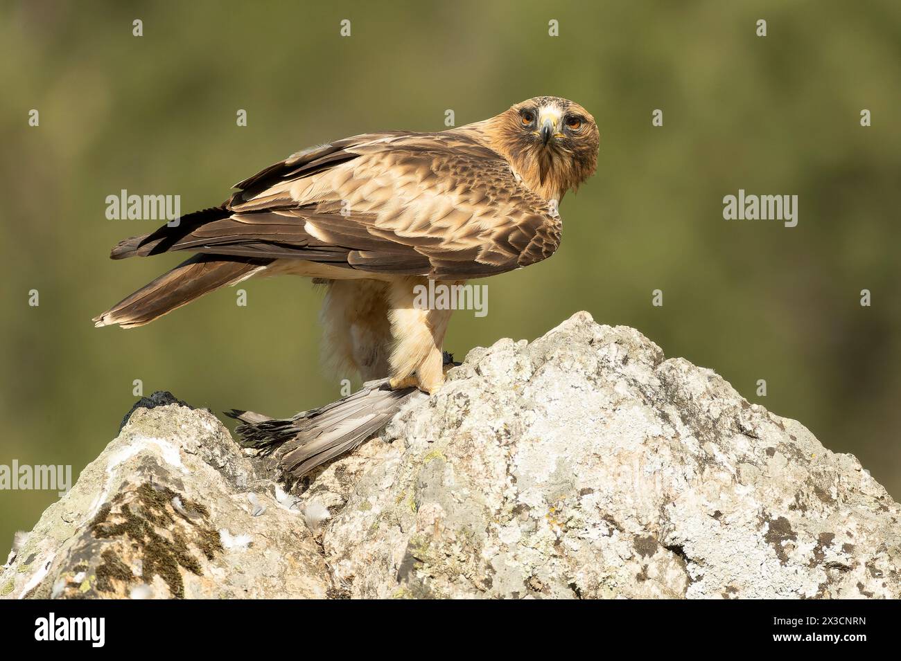 Booted Eagle male in pale phase in a Mediterranean forest at first light of day Stock Photo