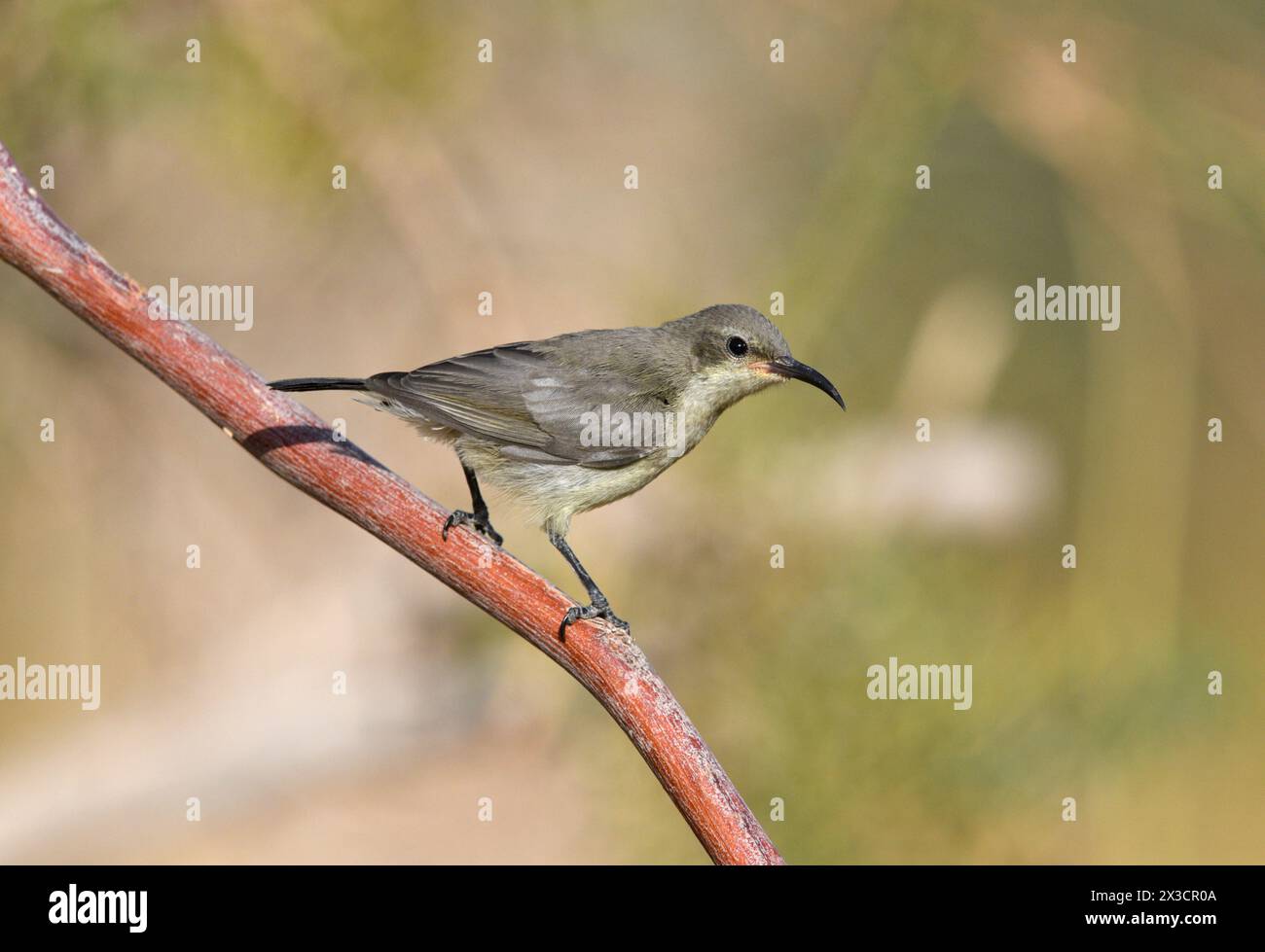 Palestine Sunbird - Cinnyris osea Stock Photo