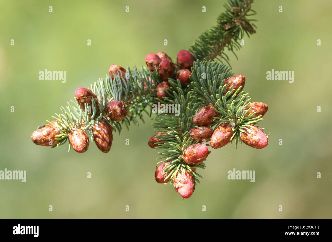 A branch of a Norwegian Spruce, Picea abies, growing in woodland in the UK. Stock Photo