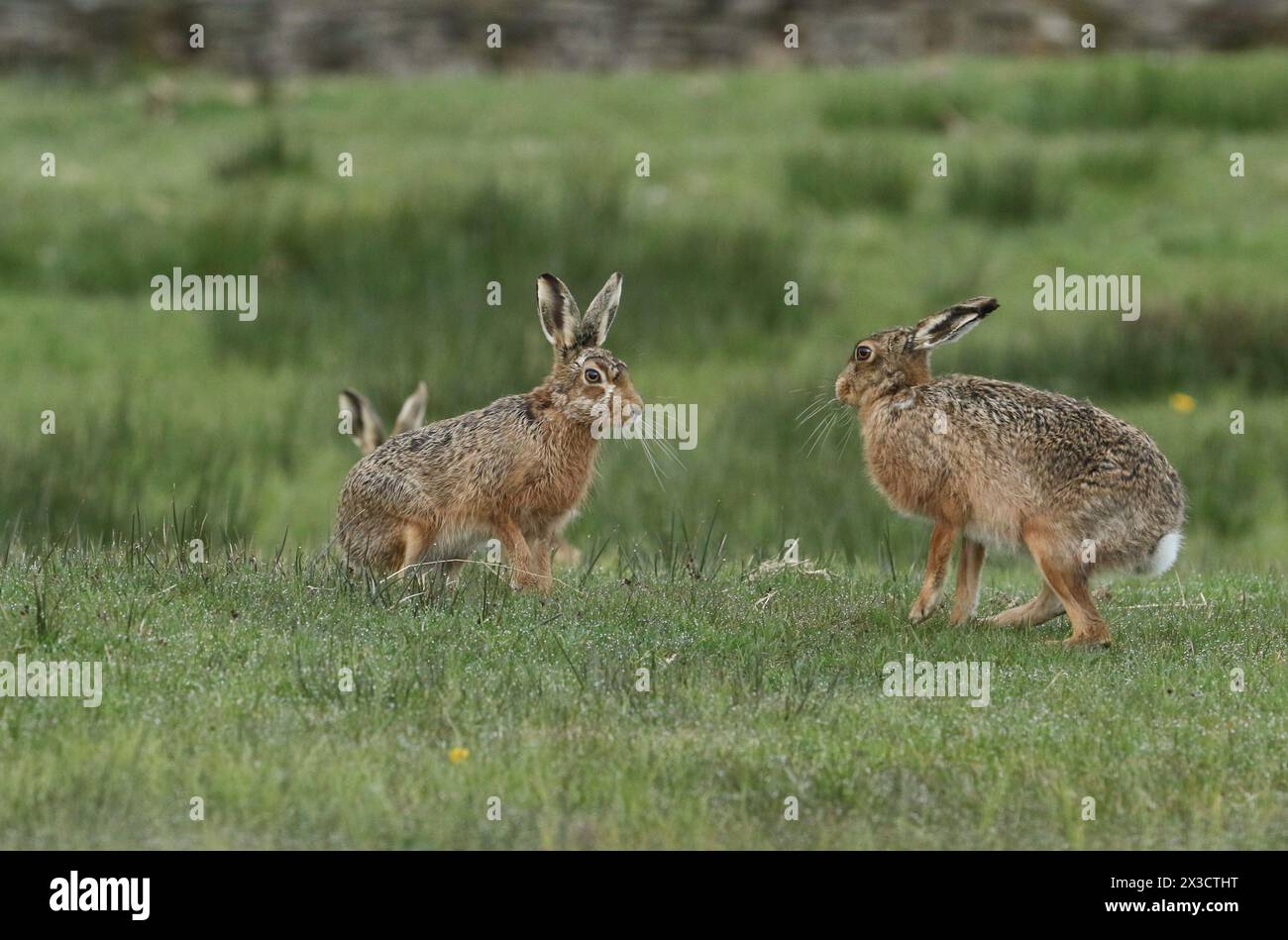 A number of Brown Hares, Lepus europaeus, following a female Hare in the Moors during breeding season. Stock Photo