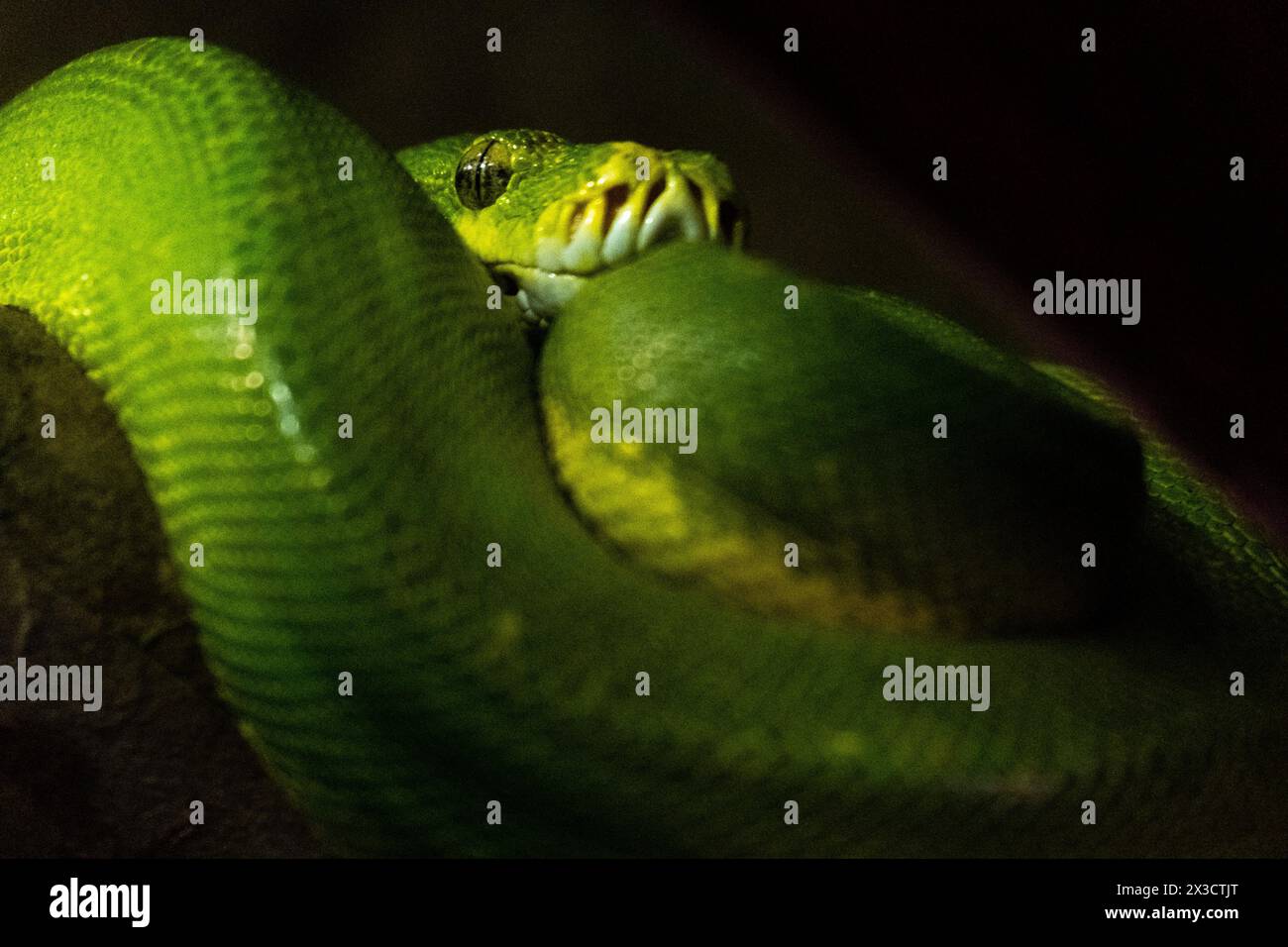 Green Python (Morelia viridis), a species of snake in the Pythonidae ...