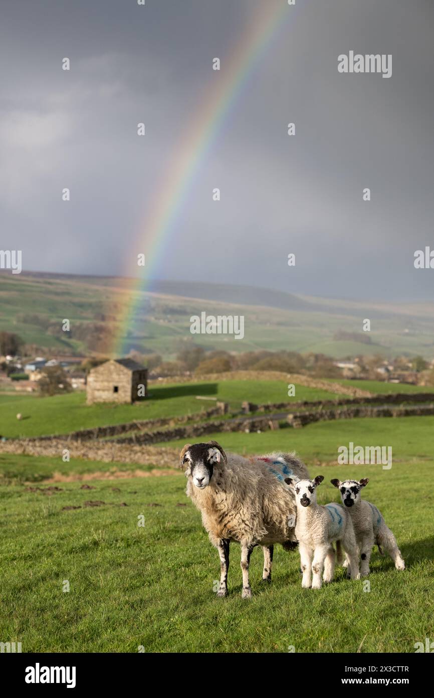 Swaledale ewe with twin lambs under a rainbow after some stormy weather, Hawes, North Yorkshire, UK. Stock Photo