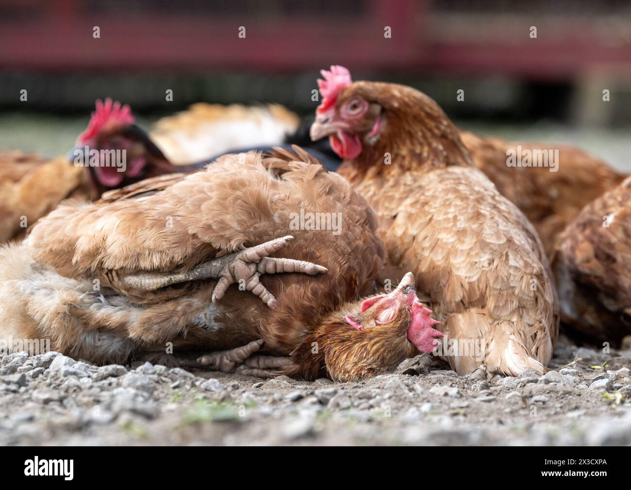 Free Range hens on a farm taking a dust bath in the sunshine. North Yorkshire, UK. Stock Photo