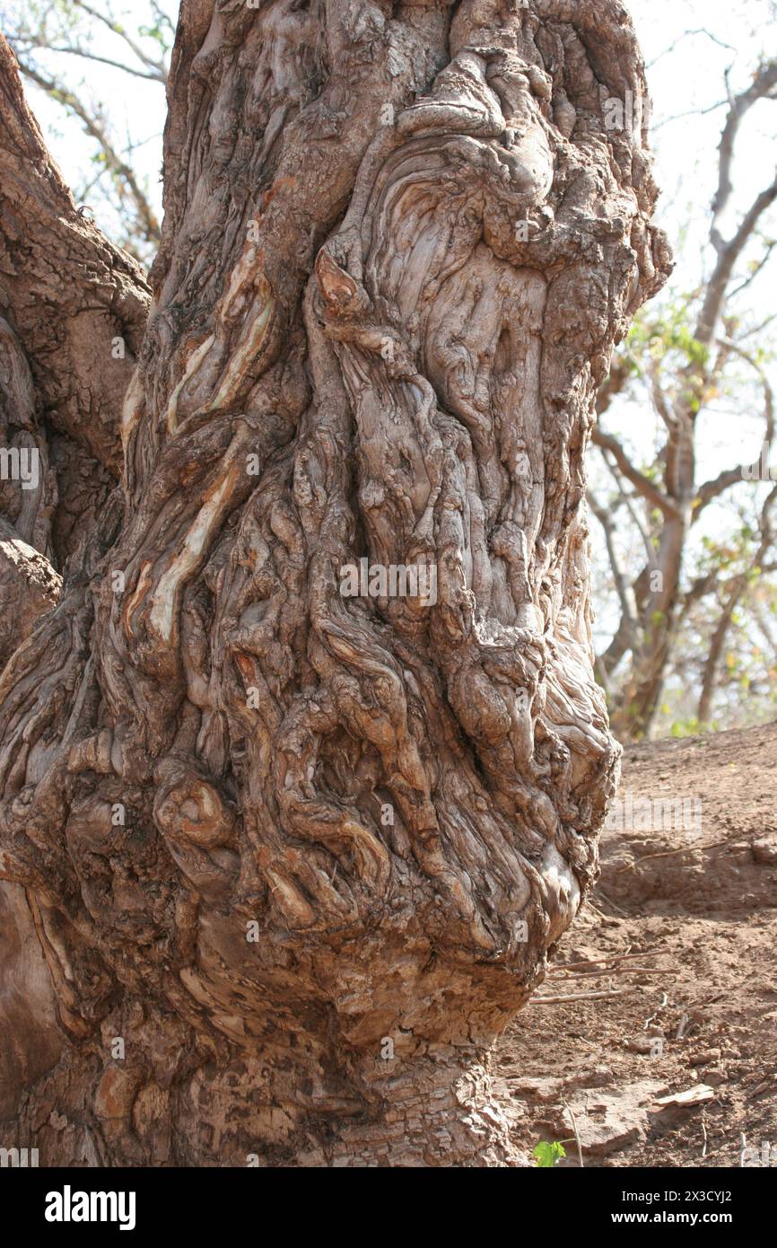 Southern African trees Nyala Berry Stock Photo