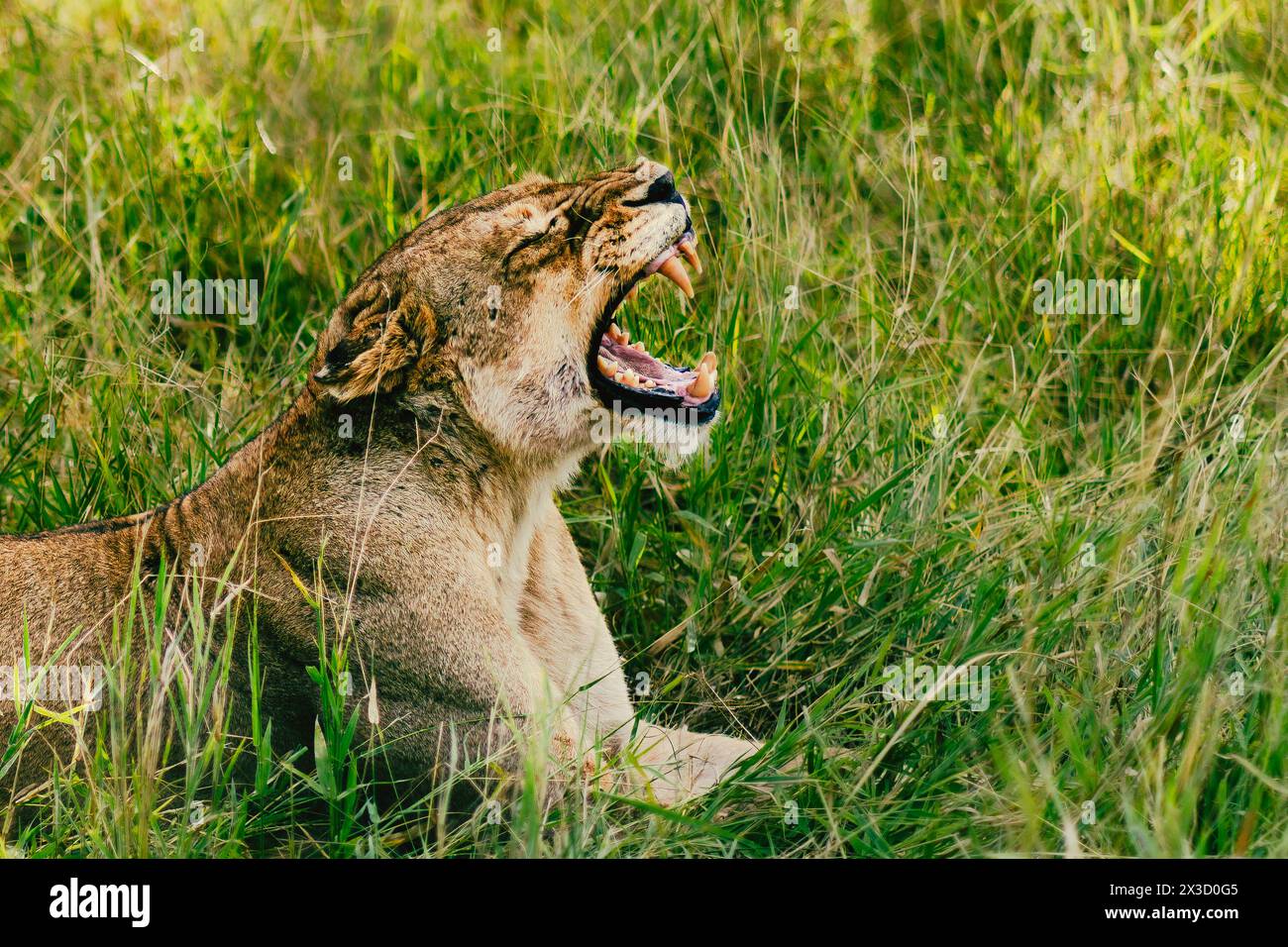 Yawning lion in golden savannah light, Kruger Park Stock Photo