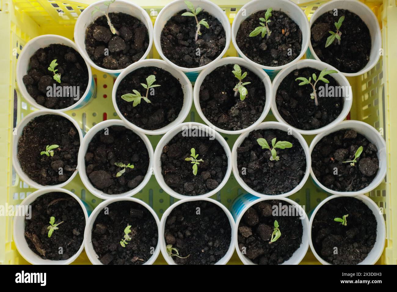 Plants in paper cups hi-res stock photography and images - Alamy