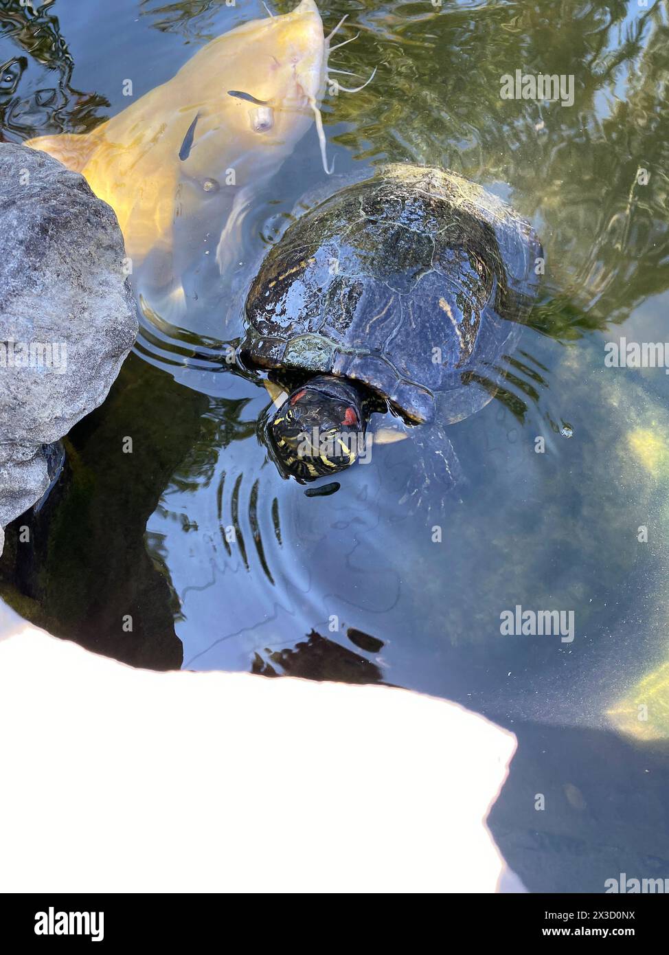 Turtle and koi fish sharing a peaceful pond Stock Photo - Alamy