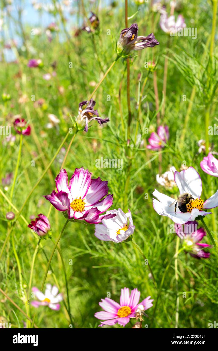 White and purple Garden Cosmos flowers in bloom Stock Photo - Alamy