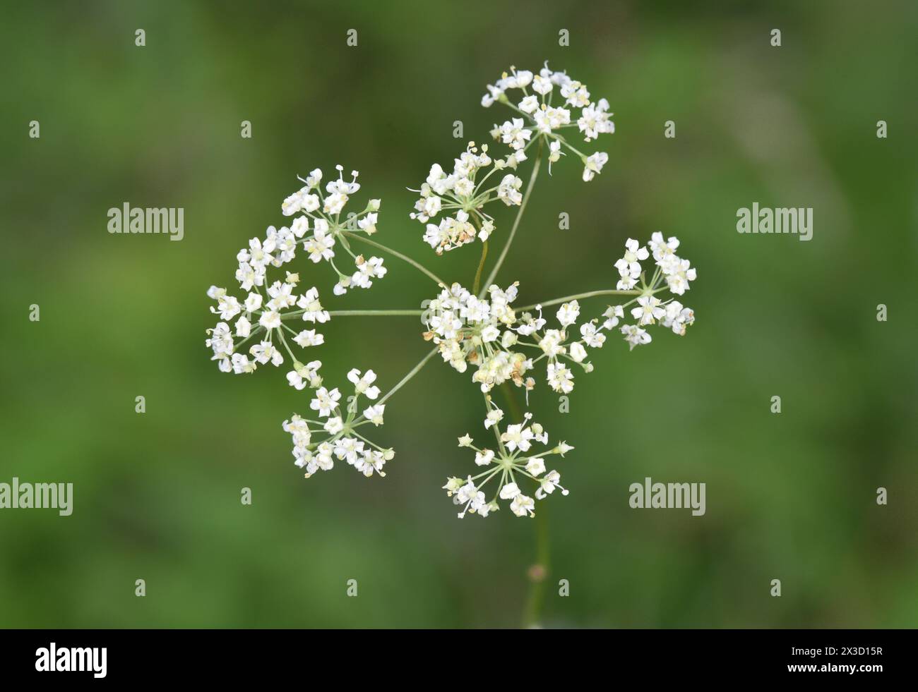 Bladderseed - Physospermum cornubiense Stock Photo