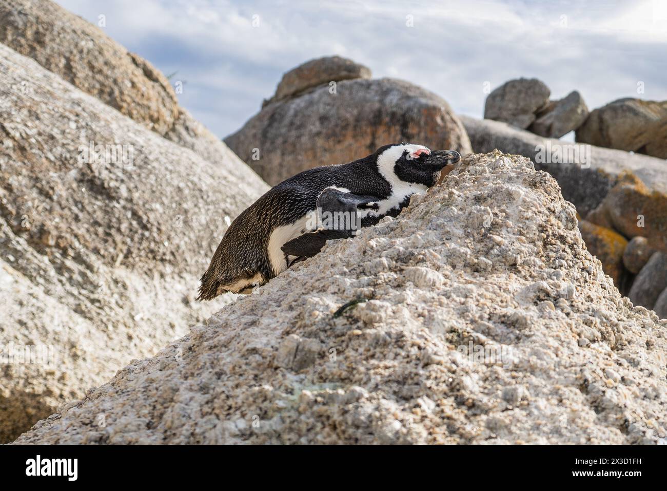 Slumbering penguin on Boulders Beach rock, serene nature scene Stock Photo