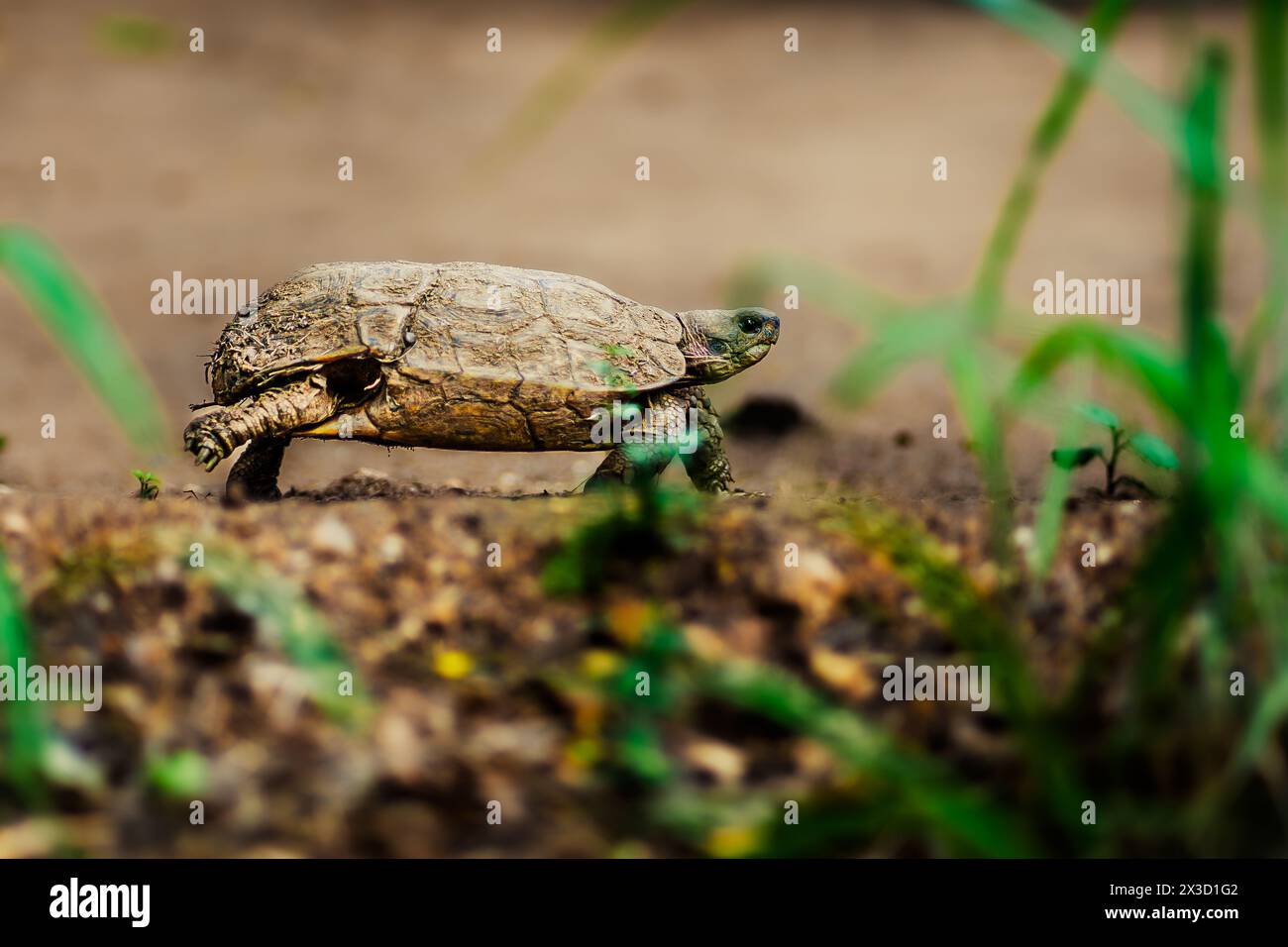Solitary tortoise wanders arid habitat, embodiment of endurance Stock Photo