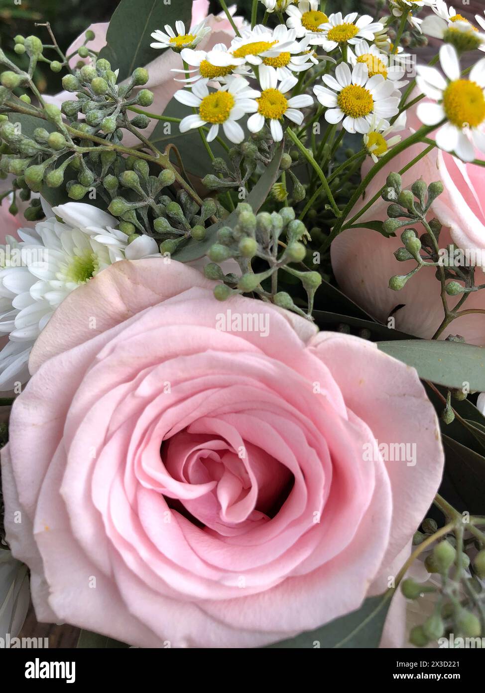 Pale pink rose with white daisies and greenery Stock Photo