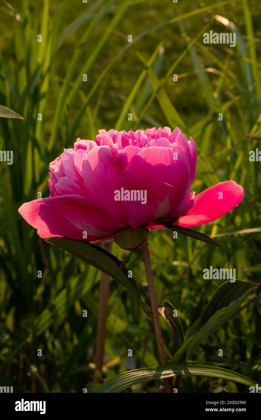 Hot pink blooming peony in the sun Stock Photo - Alamy