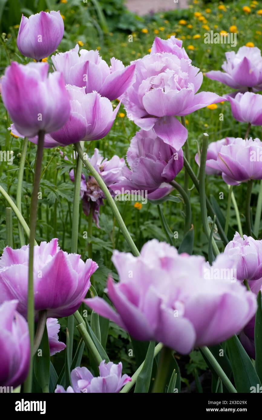 Purple Blyu Heron Tulip in bloom Stock Photo