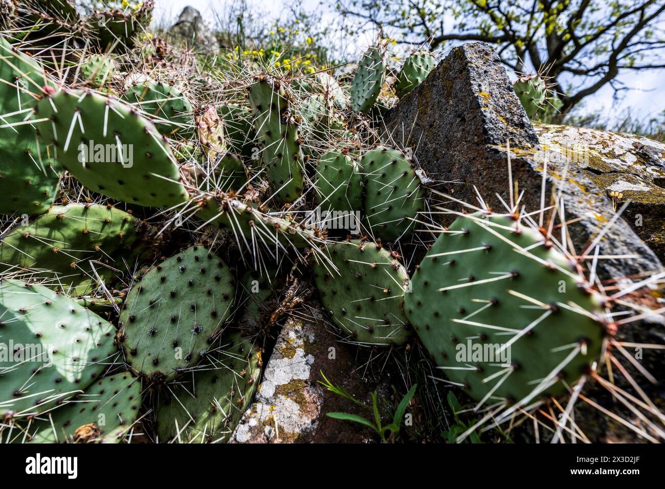 Lovosice, Czech Republic. 21st Apr, 2024. Mountain Lovos in the Central ...