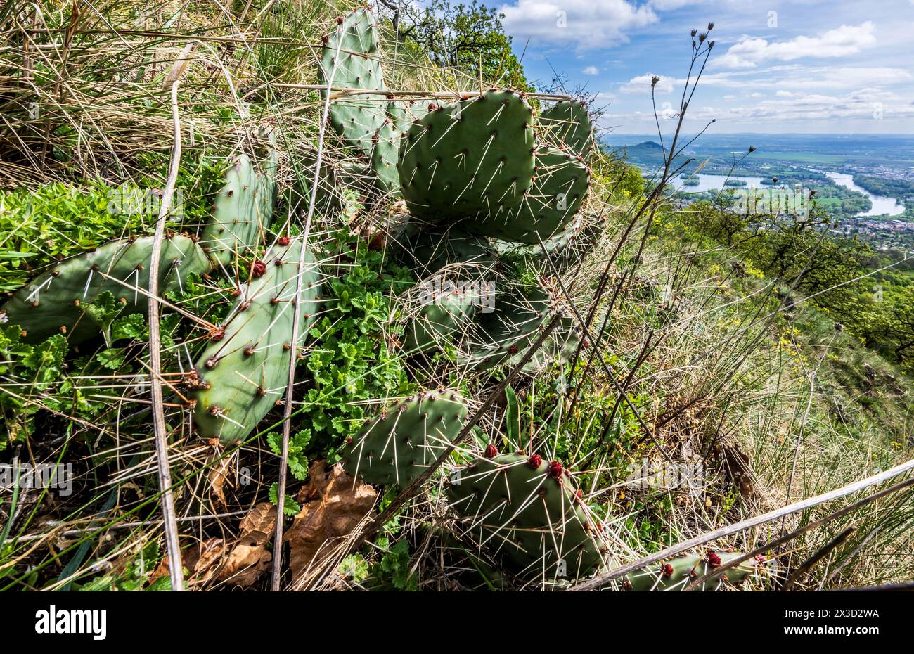 Lovosice, Czech Republic. 21st Apr, 2024. Mountain Lovos in the Central ...