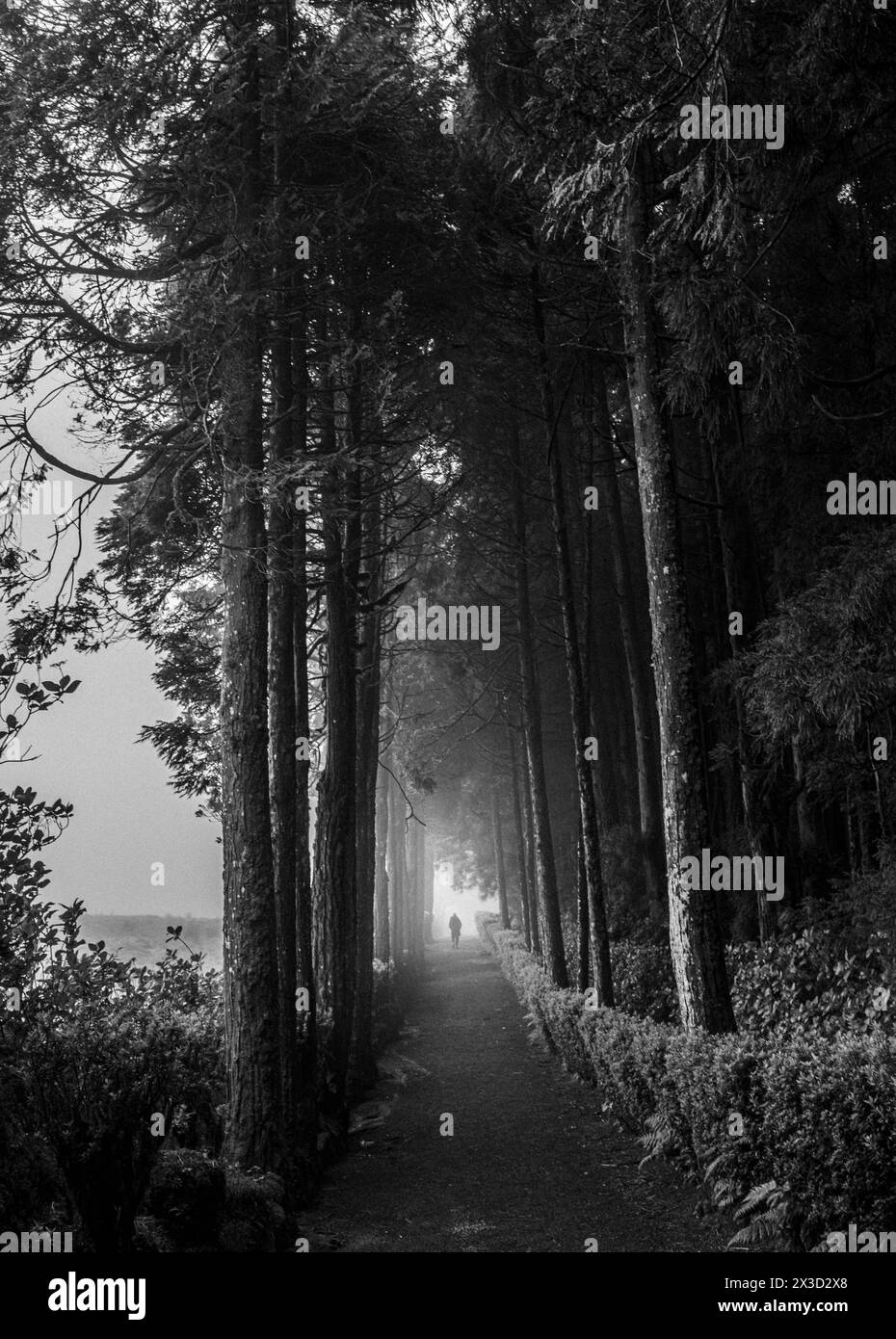 One lone person walks along foggy tree lined trail, Azores Islands Stock Photo