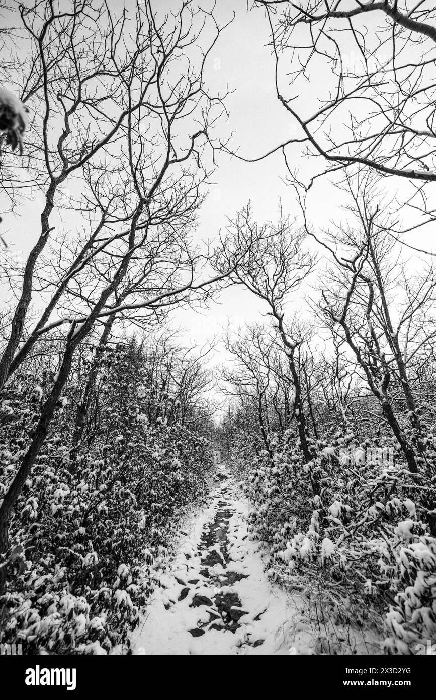 A snow covered walking trail in the woods in winter, Pennsylvania Stock Photo