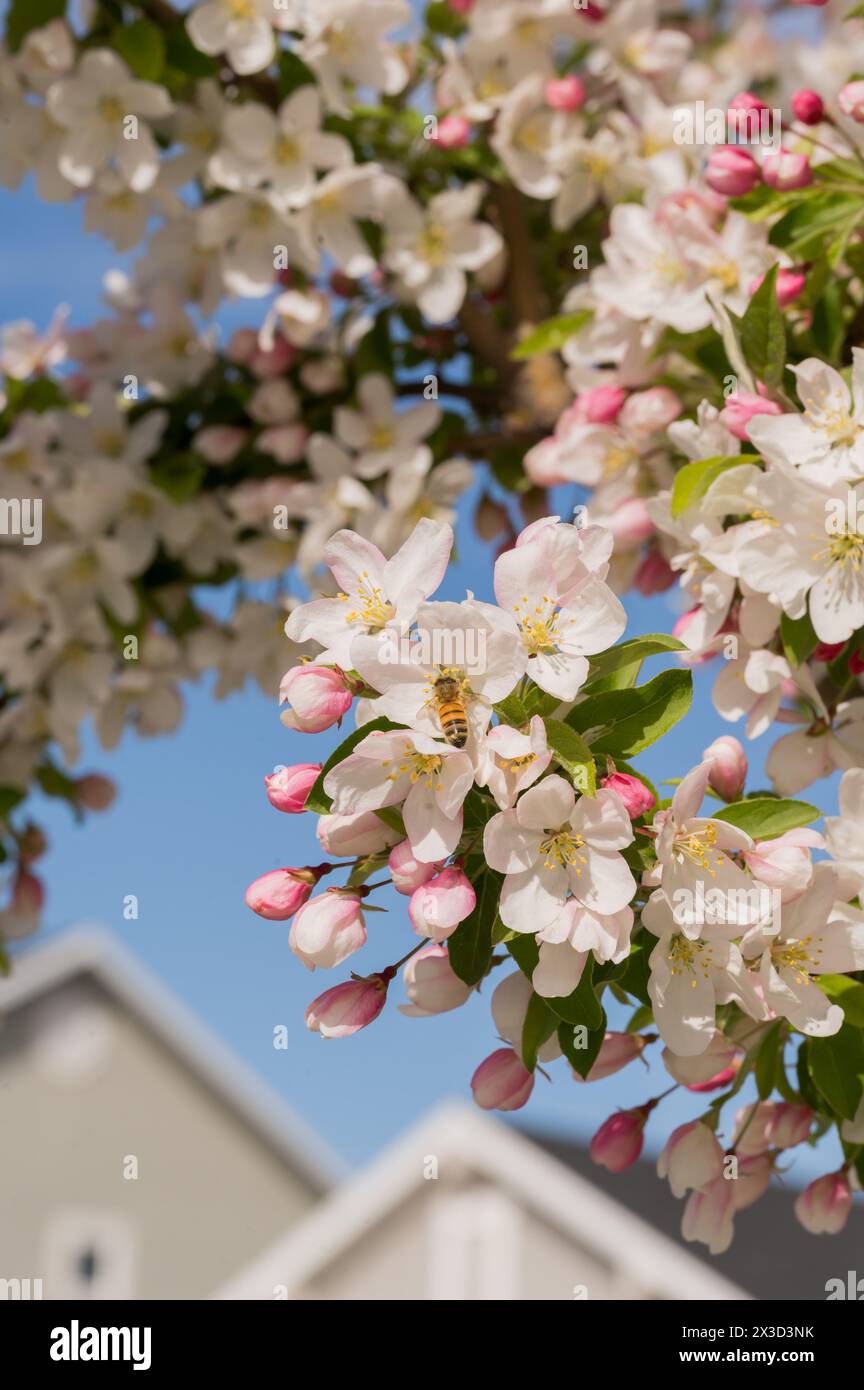 Clear nectar hi-res stock photography and images - Alamy