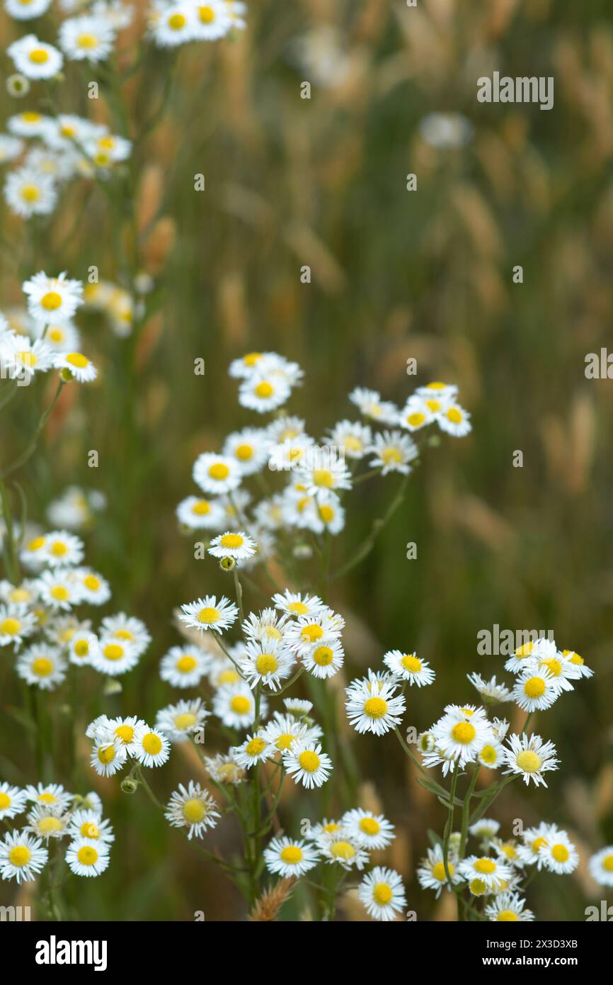 Sun kissed wildflowers hi-res stock photography and images - Alamy