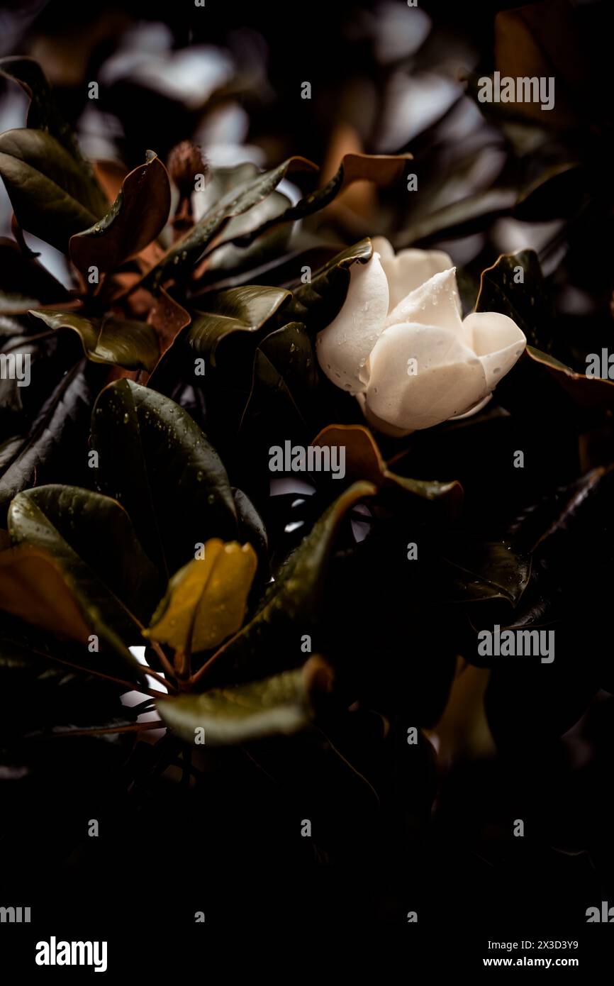 Single white flower among wet, dark leaves Stock Photo