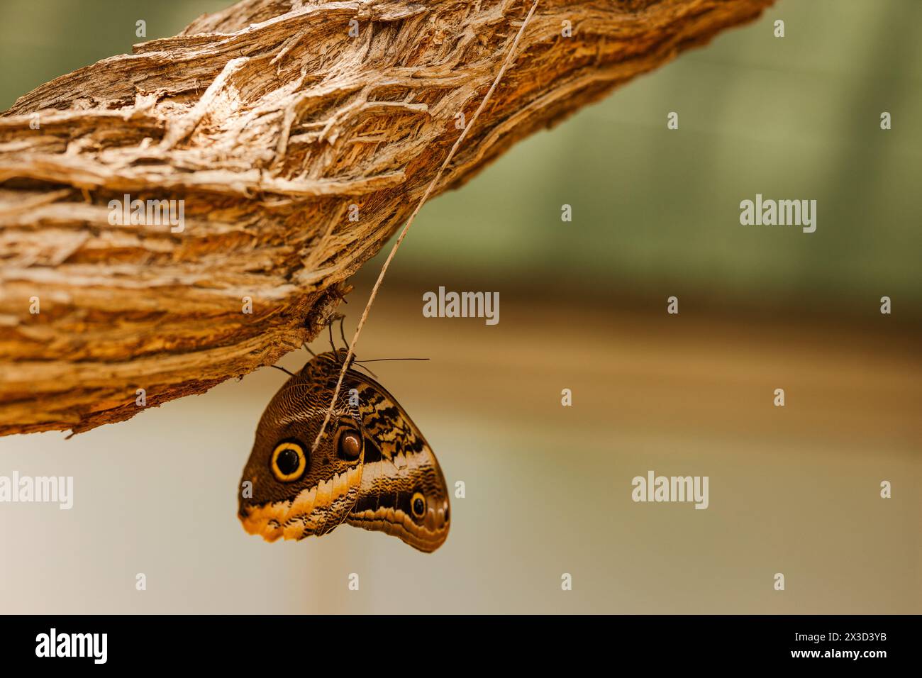 Owl butterfly mimics woodland textures on branch Stock Photo